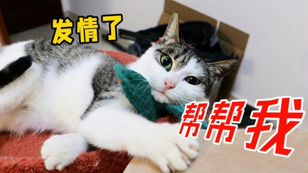 猫咪发情期是在什么时候?