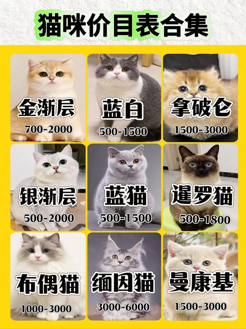 宠物猫的品种及费用
