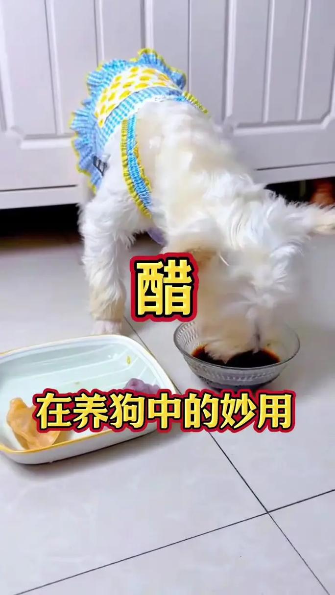 狗狗催尿最快速方法