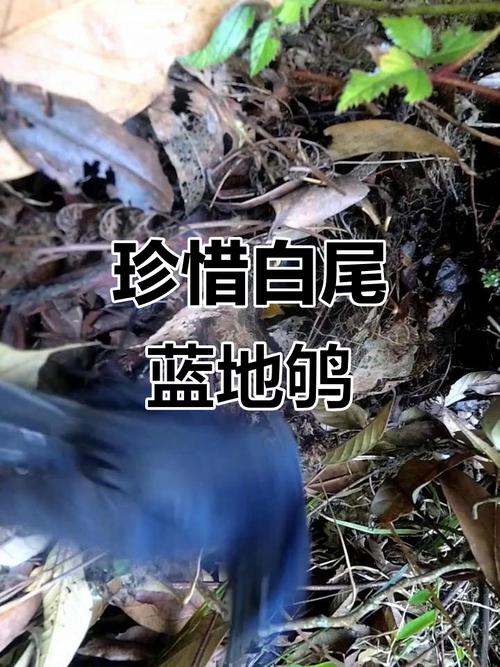 100种最稀有的鸟类，最稀有的鸟排名
榜
