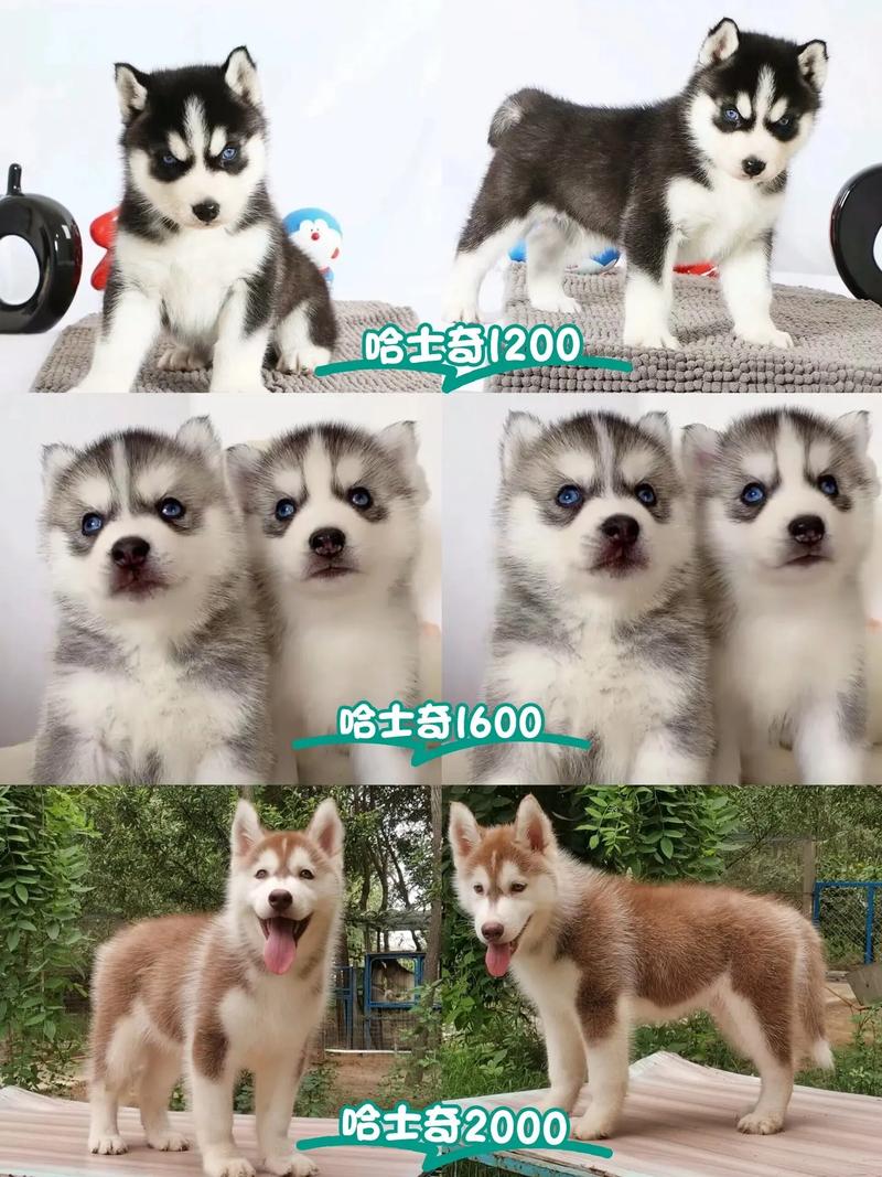 灰色哈士奇幼犬，灰色哈士奇叫什么？