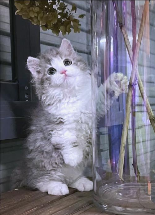 怎么训练猫不咬人