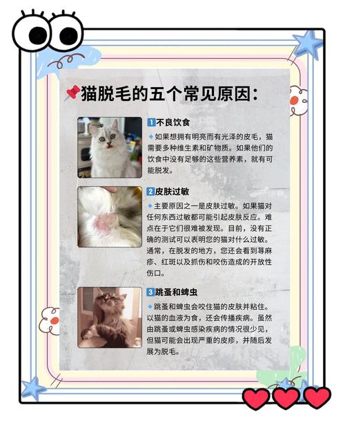猫猫掉毛怎么办，猫咪换毛掉毛严重怎么办？