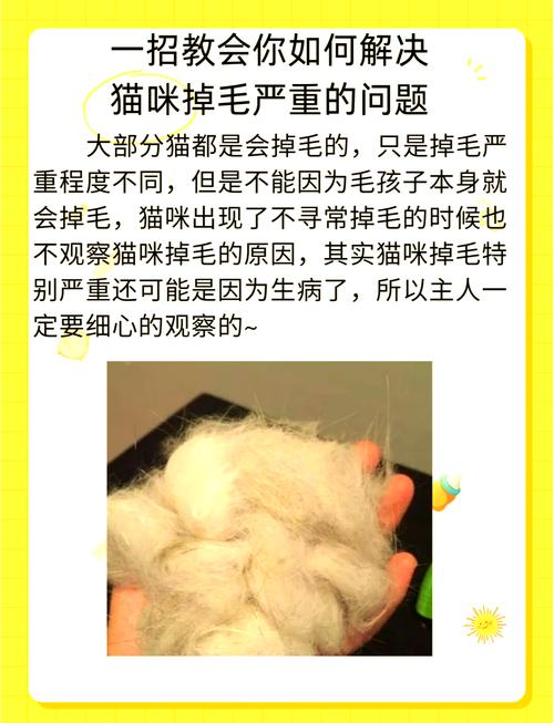怎么处理猫猫身上老掉毛啊