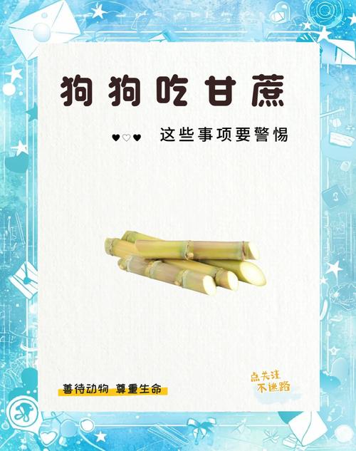 狗狗能吃甘蔗吗，狗可以吃甘蔗吗为什么