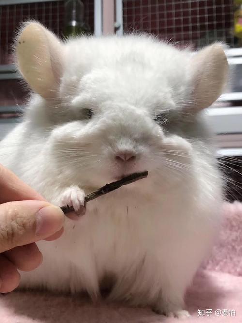 宠物貂好还是荷兰猪好