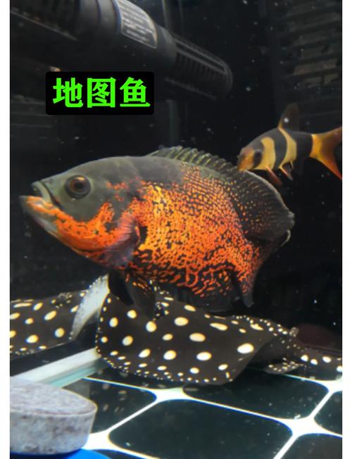 10厘米地鱼吃什么？地龙鱼吃什么？