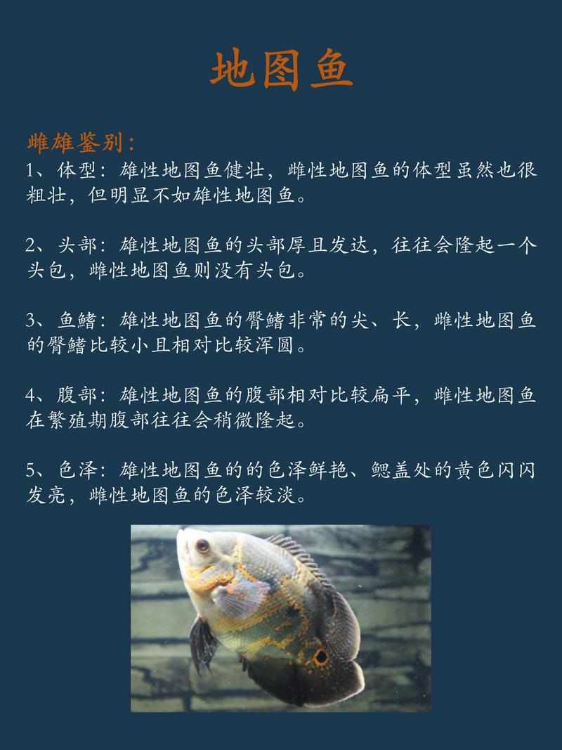 地图鱼吃什么?