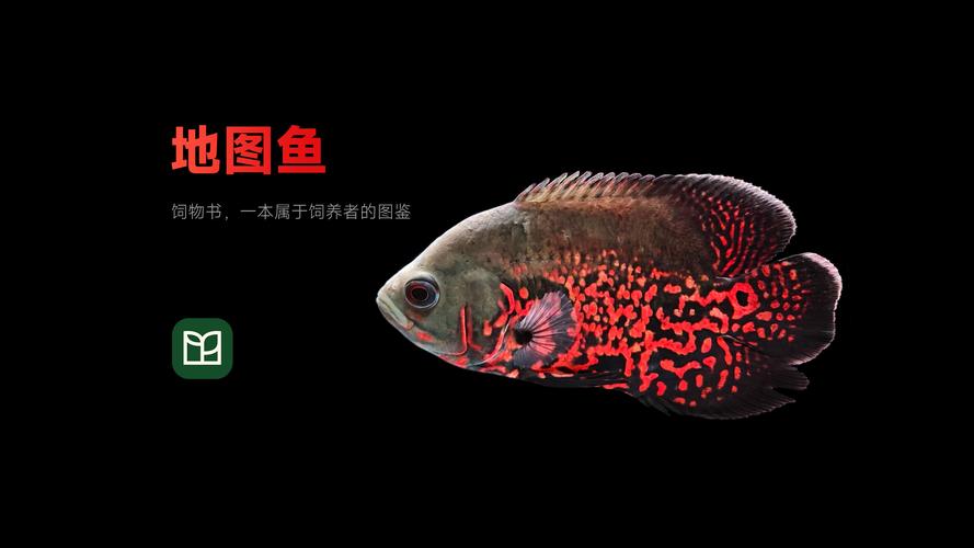 十厘米长的地图适合喂什么