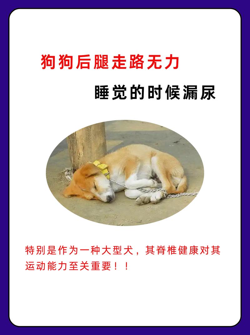 狗狗尿失禁是什么症状，狗狗尿失禁是什么症状图片