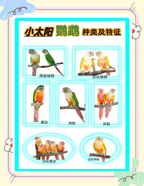 100种鹦鹉名字？鹦鹉名字大全一对好听简单？