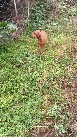 巴尔干猎犬捕猎，巴尔干猎犬优点和缺点