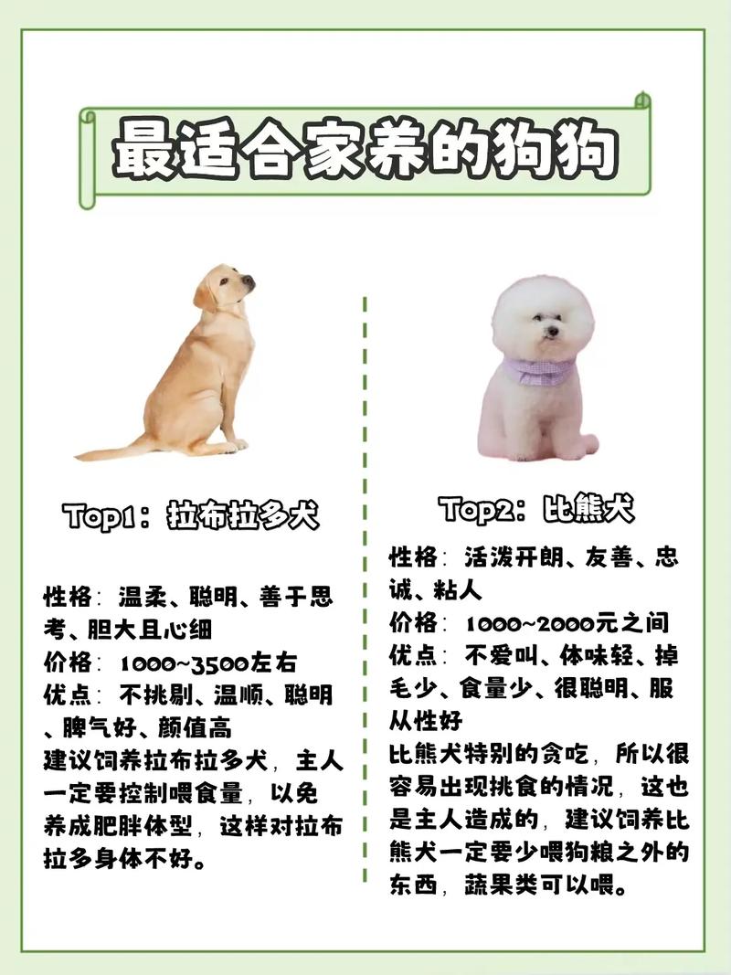 我想养只狗狗,不喜欢小型犬,大型犬家里又不适合,怎么办?