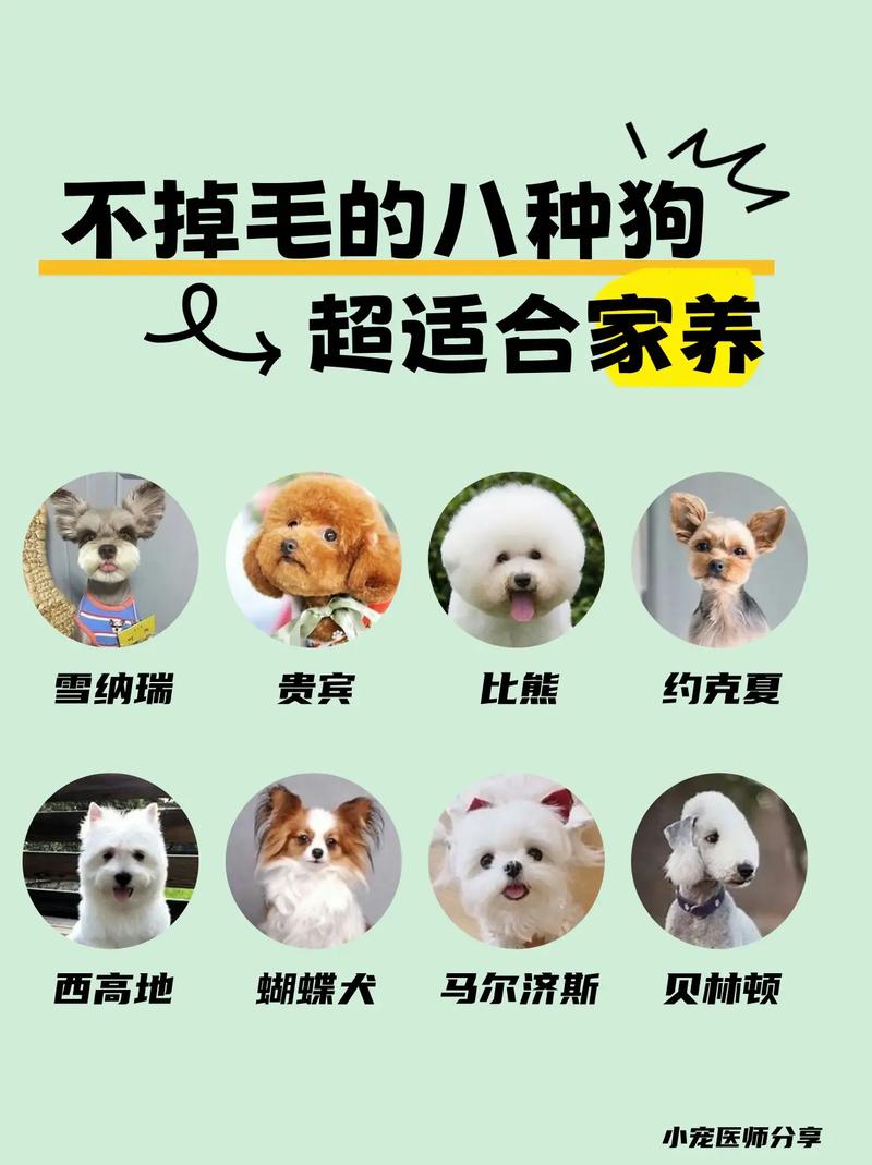 巴尔干猎犬多少钱一只?