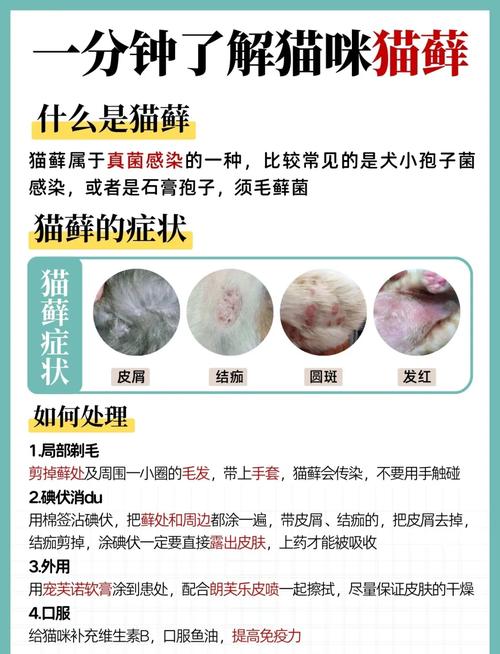 猫皮肤病的常见症状以及如何预防