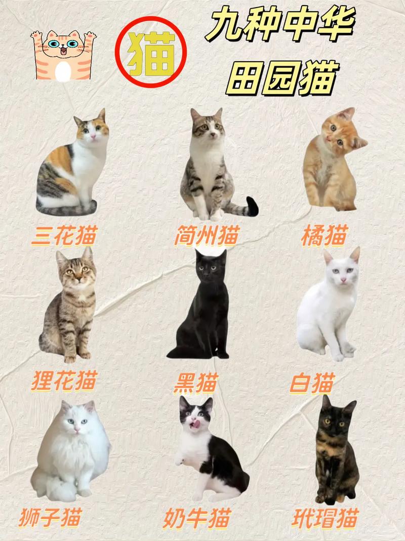 灰白猫是什么品种