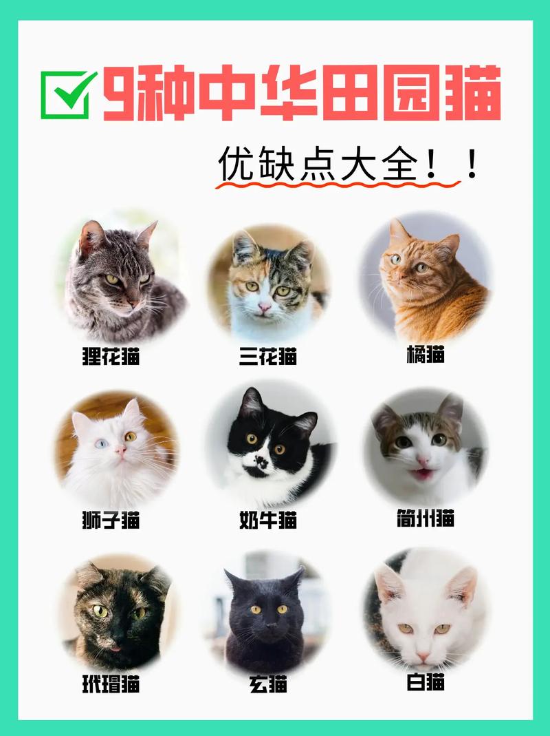 灰色中华田园猫有多贵?