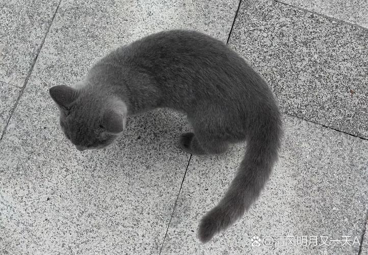 灰白色的猫是什么品种?