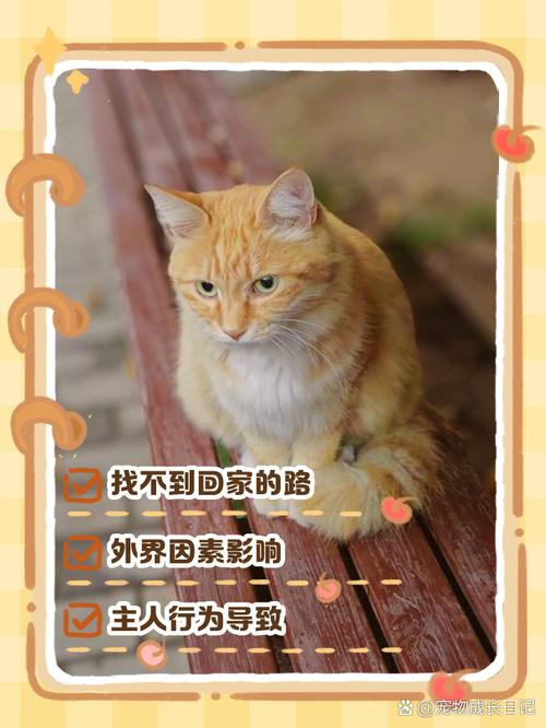 猫咪为什么不叫，猫咪为什么不叫摸肚子