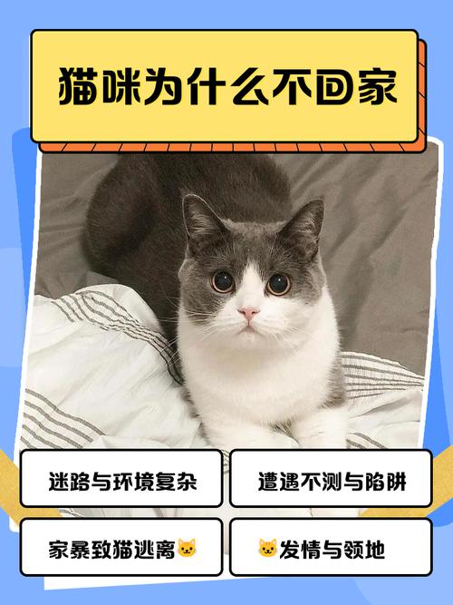 猫咪为什么要忍痛不叫