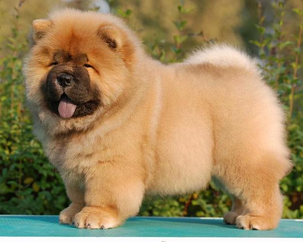 松狮犬训练方法