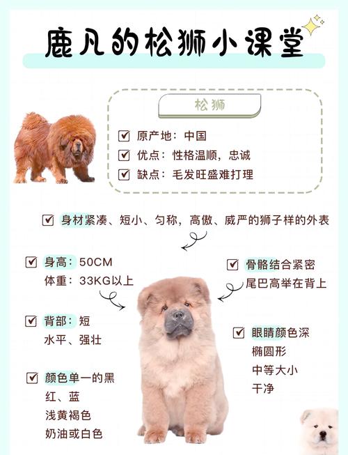 如何饲养松狮狗