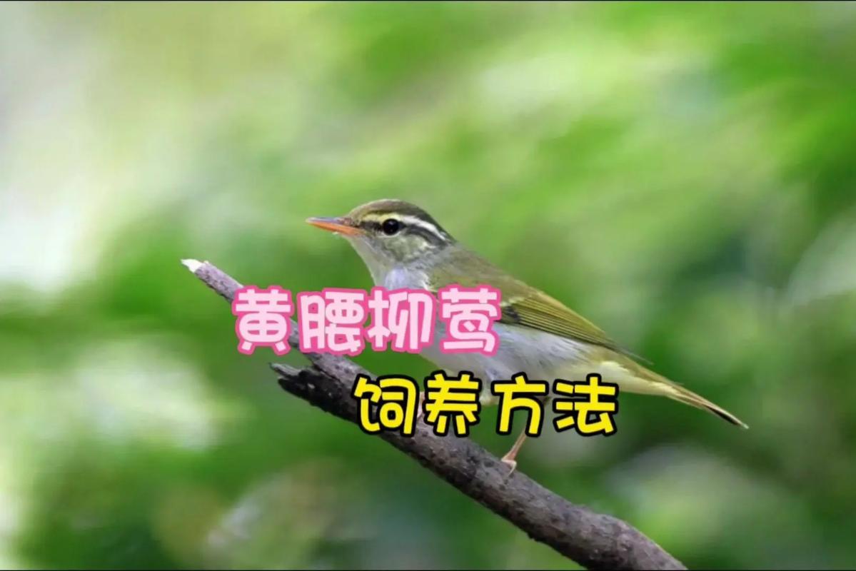 黄腰柳莺北方几月换毛，如何挑选黄腰柳莺鸟？
