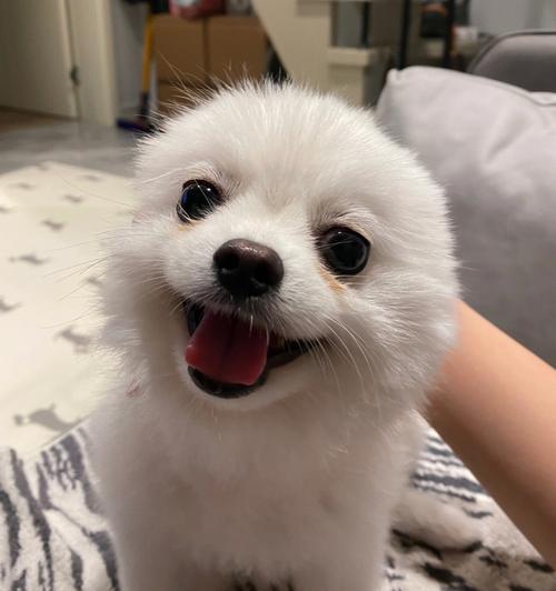 100元的博美犬，博美犬几块钱一只？
