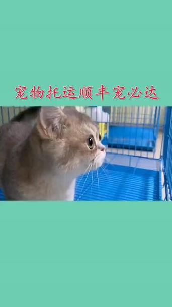哪些快递可以发宠物
