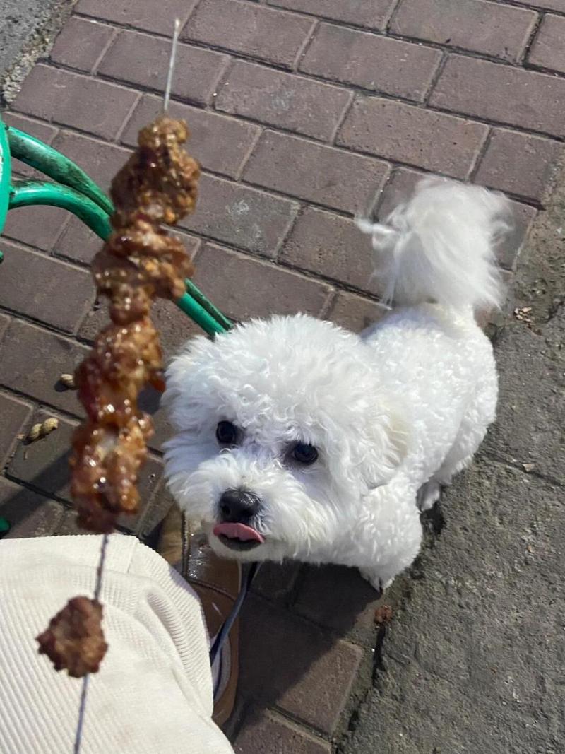 狗狗可以吃羊肉吗，狗狗可以吃羊肉吗有什么功效？