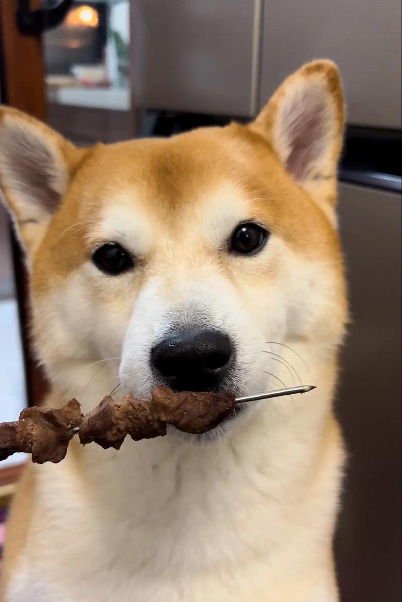 狗能吃肉吗