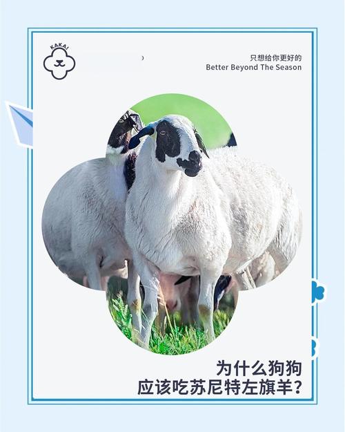 狗能吃羊肉片吗?为什么?