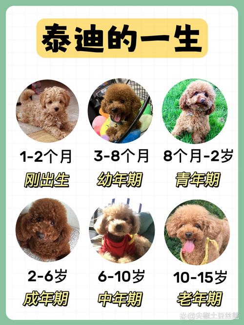 泰迪生狗狗要多长时间，泰迪生狗子多长时间生一个？