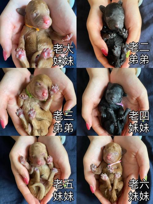 泰迪生小狗要多长时间