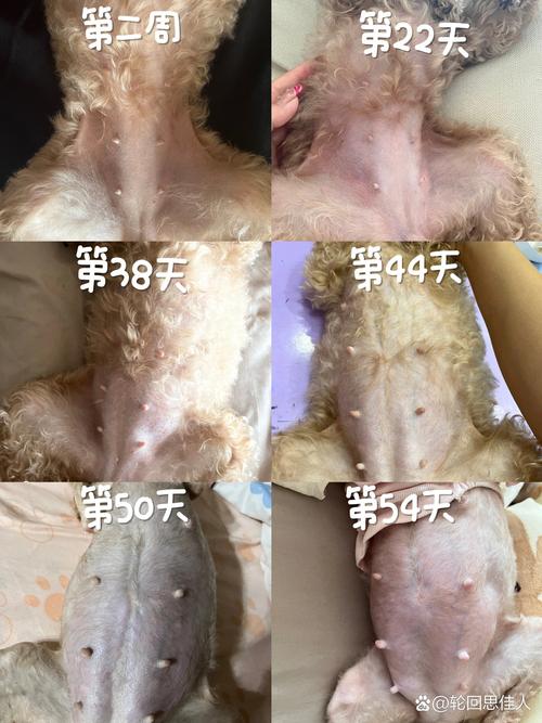 母泰迪生小狗时间多长啊?