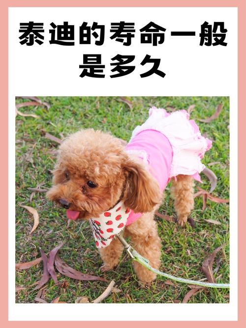 泰迪生小狗要生多久