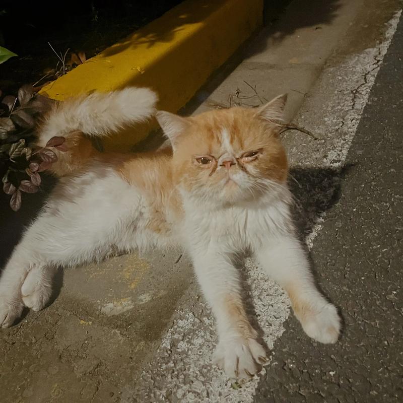 猫会从阳台跳下去吗