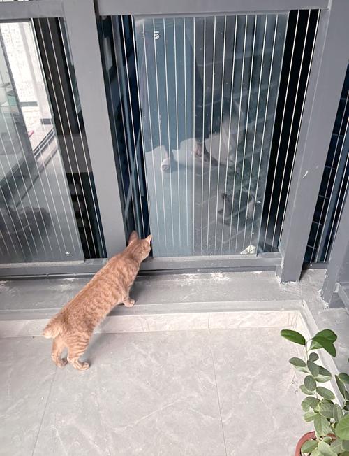 猫咪会不顾危险的从阳台跳下去吗?