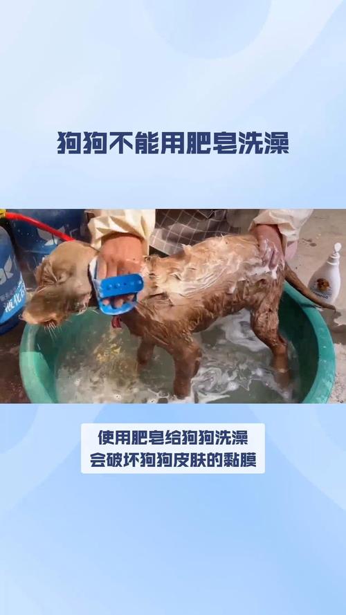 狗狗用什么洗澡比较好