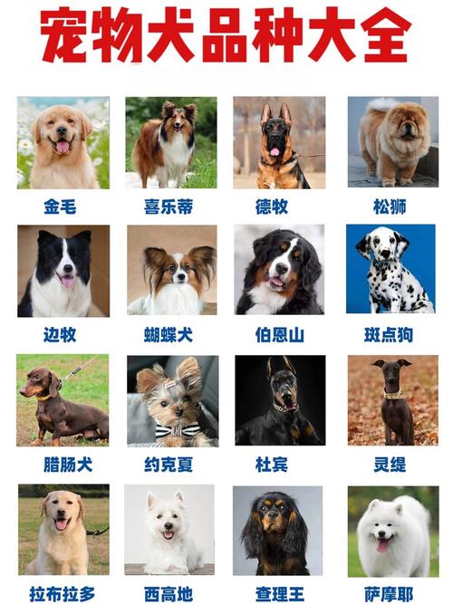 世界名犬图片资料大全