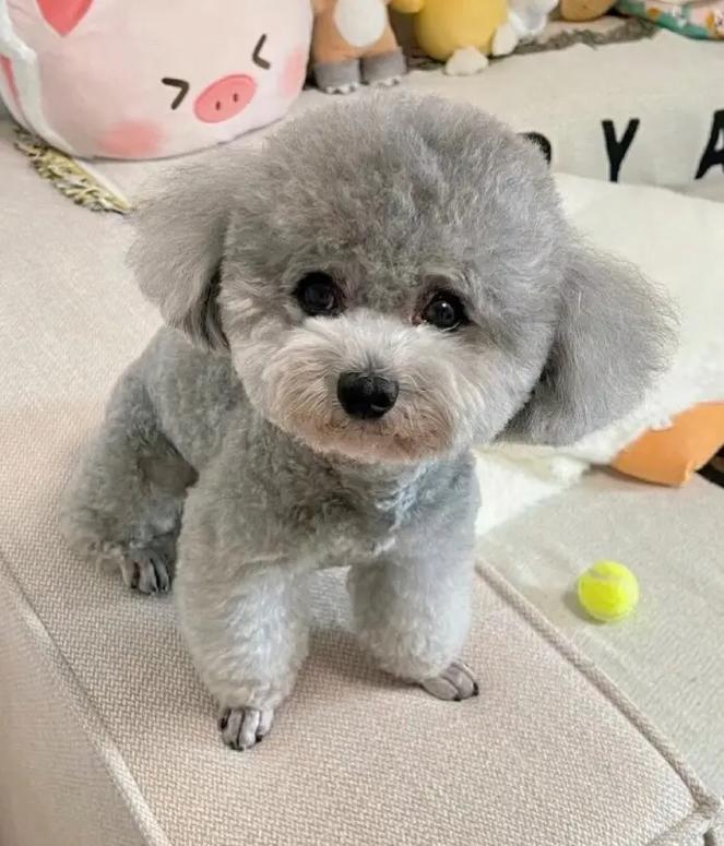 什么狗是100￥