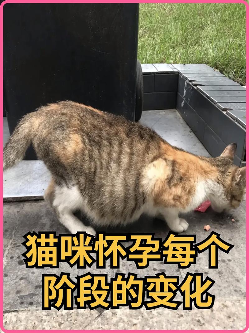 怀孕养猫咪有影响吗，怀孕养猫猫有什么危害