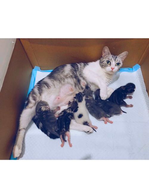 自从怀孕五个月就在家里呆着,家里养了一大堆猫,会有影响到宝宝吗?