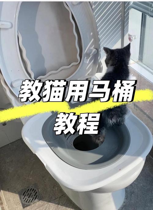 怎么教猫咪用马桶？怎么教猫咪用马桶大小便？