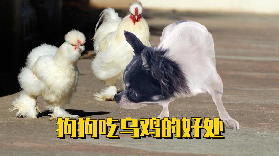 狗狗能吃乌鸡肉吗，狗狗能吃乌鸡肉吗会死吗