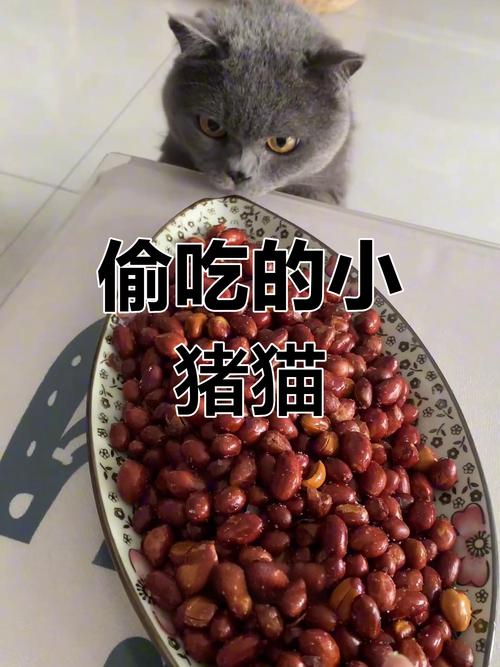 猫咪能吃花生米吗
