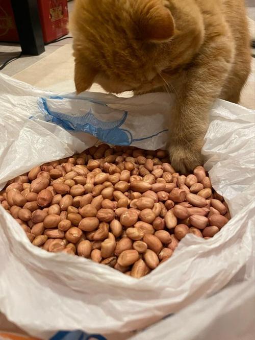 猫能吃花生米吗