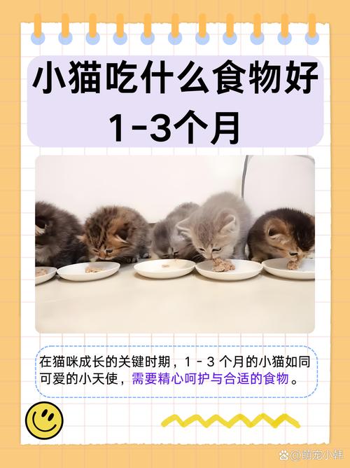 很小的猫咪吃什么？很小的猫咪吃什么猫粮？