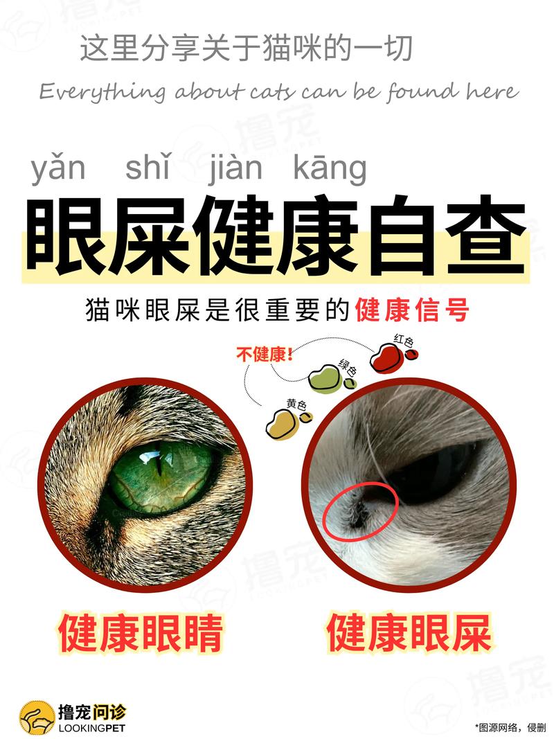 猫咪有眼屎怎么办，猫咪有眼屎怎么办用什么药？