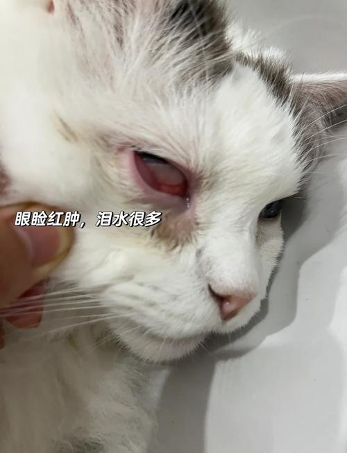 ...猫咪打仗把眼睛抓坏了,现在眼睛睁不开,还红肿有很多眼屎该怎么办